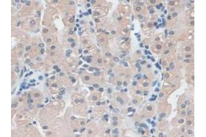 IHC-P analysis of Human Stomach Tissue, with DAB staining. (Ezrin 抗体  (AA 1-295))