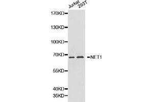 Western blot analysis of Jurkat cell and 293T cell lysate using NET1 antibody. (NET1 抗体  (AA 1-300))