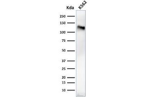 Western Blot Analysis of K562 cell lysate using CD43 Mouse Monoclonal Antibody (84-3C1). (CD43 抗体)