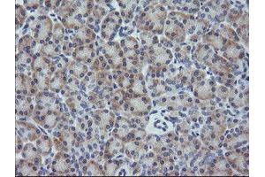 Image no. 2 for anti-Growth Arrest and DNA-Damage-Inducible, gamma (GADD45G) antibody (ABIN1497603) (GADD45G 抗体)