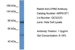 Western Blotting (WB) image for anti-Lipin 2 (LPIN2) (C-Term) antibody (ABIN786445) (Lipin 2 抗体  (C-Term))