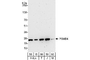 Western Blotting (WB) image for anti-Proteasome (Prosome, Macropain) Subunit, beta Type, 4 (PSMB4) (AA 214-264) antibody (ABIN7453542)