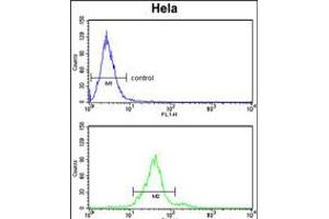 Flow cytometry analysis of Hela cells (bottom histogram) compared to a negative control cell (top histogram). (GALNT2 抗体  (N-Term))