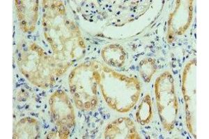 Immunohistochemistry of paraffin-embedded human kidney tissue using ABIN7168307 at dilution of 1:100 (UPF0568 Protein C14orf166 (RTRAF) (AA 1-244) 抗体)