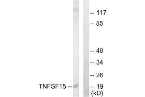 Western Blotting (WB) image for anti-Tumor Necrosis Factor (Ligand) Superfamily, Member 15 (TNFSF15) (C-Term) antibody (ABIN1849057) (TNFSF15 抗体  (C-Term))