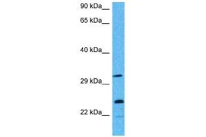 Host:  Mouse  Target Name:  AK2  Sample Tissue:  Mouse Testis  Antibody Dilution:  1ug/ml (Adenylate Kinase 2 抗体  (Middle Region))