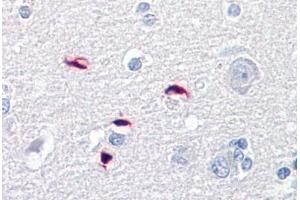 Anti-GLI1 antibody IHC staining of human brain, cortex. (GLI1 抗体  (AA 940-990))