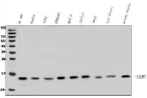 Western blot analysis of LSM7 using anti-LSM7 antibody (ABIN7598937). (LSM7 抗体  (AA 1-103))