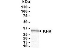 Western Blotting (WB) image for Ketohexokinase (KHK) (AA 1-298) protein (ABIN2468740) (Ketohexokinase Protein (KHK) (AA 1-298))
