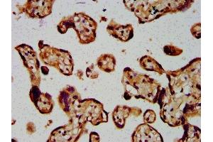 IHC image of ABIN7144635 diluted at 1:400 and staining in paraffin-embedded human placenta tissue performed on a Leica BondTM system. (ARRDC1 抗体  (AA 288-433))