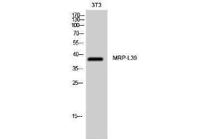 Western Blotting (WB) image for anti-Mitochondrial Ribosomal Protein L39 (MRPL39) (C-Term) antibody (ABIN3176109) (MRPL39 抗体  (C-Term))