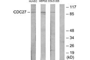 Western Blotting (WB) image for anti-Cell Division Cycle 27 Homolog (S. Cerevisiae) (CDC27) (AA 361-410) antibody (ABIN2889899) (CDC27 抗体  (AA 361-410))