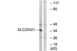 Western blot analysis of extracts from HepG2 cells, using SLC25A21 Antibody.
