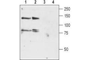 Western blot analysis of rat brain (lanes 1 and 3) and cerebellum (lanes 2 and 4) lysates: - 1,2. (KCNH4 抗体  (C-Term, Intracellular))