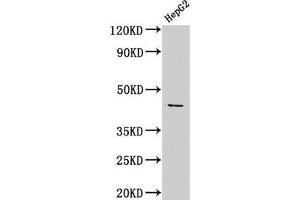 Western Blot Positive WB detected in: HepG2 whole cell lysate All lanes: ACTB antibody at 1:1000 Secondary Goat polyclonal to rabbit IgG at 1/50000 dilution Predicted band size: 42 kDa Observed band size: 42 kDa