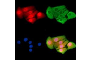 ABIN7095427 and ABIN7099484 staining Hela cells by IF/ICC.