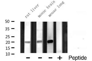 Western blot analysis of Histone 1F0 expression in various lysates (Histone H1 抗体  (Internal Region))