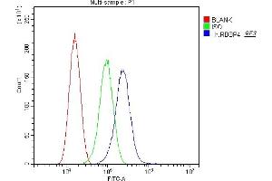 anti-Retinoblastoma Binding Protein 4 (RBBP4) (AA 395-425), (C-Term) antibody