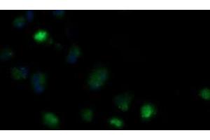 Image no. 2 for anti-Mitochondrial Ribosomal Protein S34 (MRPS34) antibody (ABIN1499567) (MRPS34 抗体)
