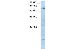 FMNL2 antibody used at 0. (FMNL2 抗体  (N-Term))