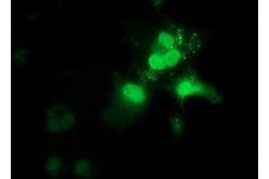 Anti-OTUB2 mouse monoclonal antibody (ABIN2453408) immunofluorescent staining of COS7 cells transiently transfected by pCMV6-ENTRY OTUB2 (RC209650). (OTUB2 抗体)