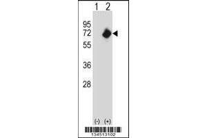 Western blot analysis of NMT2 using rabbit polyclonal NMT2 Antibody using 293 cell lysates (2 ug/lane) either nontransfected (Lane 1) or transiently transfected (Lane 2) with the NMT2 gene. (NMT2 抗体  (C-Term))