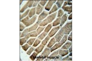 GA1 antibody (N-term) (ABIN654679 and ABIN2844373) immunohistochemistry analysis in formalin fixed and raffin embedded human skeletal muscle followed by peroxidase conjugation of the secondary antibody and DAB staining. (GPAA1 抗体  (N-Term))