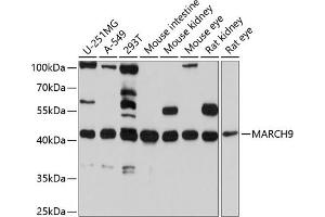 Western blot analysis of extracts of various cell lines, using M antibody (ABIN6130566, ABIN6143553, ABIN6143554 and ABIN6214902) at 1:1000 dilution.