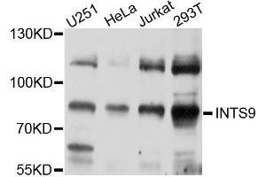 Western blot analysis of extracts of various cells, using INTS9 antibody. (INTS9 抗体)