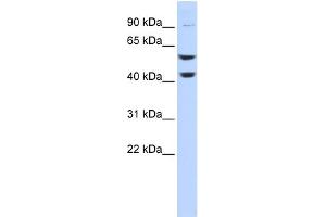 Western Blotting (WB) image for anti-ATPase, H+ Transporting, Lysosomal 56/58kDa, V1 Subunit B2 (ATP6V1B2) (Middle Region) antibody (ABIN2786643)