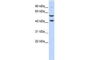 WB Suggested Anti-ATP6V1B2 Antibody Titration: 0. (ATP6V1B2 抗体  (Middle Region))
