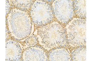 ABIN7094548 and ABIN7098597 at 1/100 staining Rat testis tissue by IHC-P. (RBM3 抗体  (C-Term))