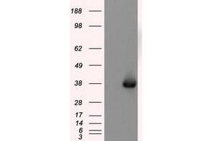 Image no. 2 for anti-Nitrilase Family, Member 2 (NIT2) antibody (ABIN1499737) (NIT2 抗体)