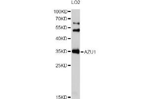 Western blot analysis of extracts of LO2 cells, using AZU1 Antibody (ABIN1877118) at 1:1000 dilution. (Azurocidin 抗体)