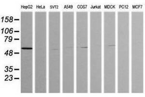 Image no. 4 for anti-Zinc Finger and SCAN Domain Containing 21 (Zscan21) antibody (ABIN1501862)