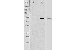 Western blot analysis of extracts from HuvEc cells using PPP2R5D antibody. (PPP2R5D 抗体  (C-Term))