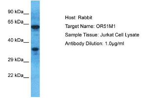 Western Blotting (WB) image for anti-Olfactory Receptor, Family 51, Subfamily M, Member 1 (OR51M1) (C-Term) antibody (ABIN2791828)
