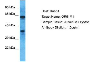 Host: Rabbit Target Name: OR51M1 Sample Type: Jurkat Whole Cell lysates Antibody Dilution: 1. (OR51M1 抗体  (C-Term))