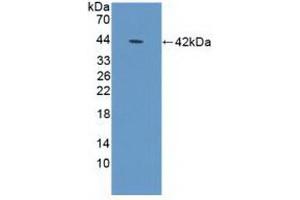 Detection of Recombinant DEFa1B, Human using Polyclonal Antibody to Defensin Alpha 1B (DEFa1B) (DEFA1B 抗体  (AA 20-94))