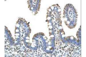 Image no. 1 for anti-MYC Induced Nuclear Antigen (MINA) (N-Term) antibody (ABIN203044) (MINA 抗体  (N-Term))