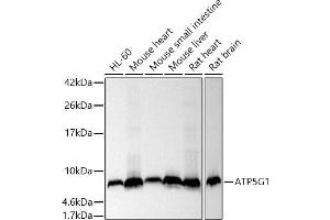 Western blot analysis of extracts of various cell lines, using G1 antibody (ABIN7265719) at 1:1000 dilution.