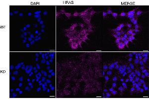 anti-HRas proto-oncogene, GTPase (HRAS) antibody