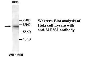 Image no. 1 for anti-MUS81 Endonuclease Homolog (MUS81) (C-Term) antibody (ABIN791077) (MUS81 抗体  (C-Term))