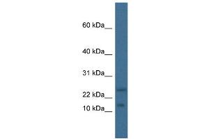 WB Suggested Anti-Mafk Antibody   Titration: 1. (MAFK 抗体  (N-Term))