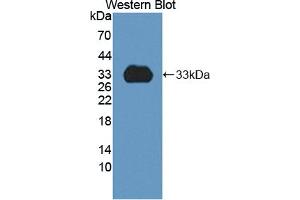 Western blot analysis of recombinant Rat CYP1A2. (CYP1A2 抗体  (AA 192-444))