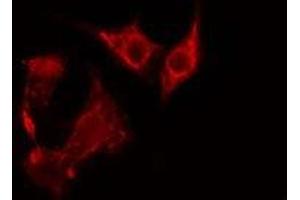 ABIN6275351 staining NIH-3T3 cells by IF/ICC. (PEX7 抗体  (C-Term))