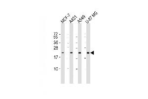 Lane 1: MCF-7, Lane 2: A431, Lane 3: A549, Lane 4: U-87MG cell lysate at 20 µg per lane, probed with bsm-51357M RAB13 (3250CT845. (RAB13 抗体)