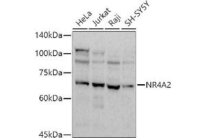 Western blot analysis of extracts of various cell lines, using (ABIN7269020) at 1:1000 dilution. (NR4A2 抗体)