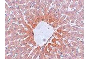 Immunohistochemical staining of rat liver tissue with 5 ug/mL AGTR2 polyclonal antibody . (Angiotensin II Type 2 Receptor 抗体  (Internal Region))