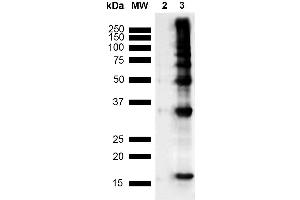 Western Blot analysis of Human Recombinant Protein showing detection of Multiple Bands Nitrotyrosine protein using Mouse Anti-Nitrotyrosine Monoclonal Antibody, Clone 39B6 (ABIN2486193). (Nitrotyrosine 抗体  (FITC))